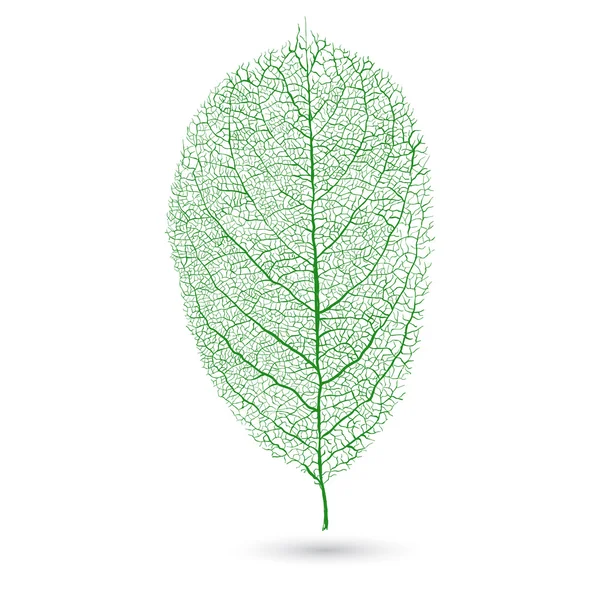 Natural green leaf with veins — Stock Vector