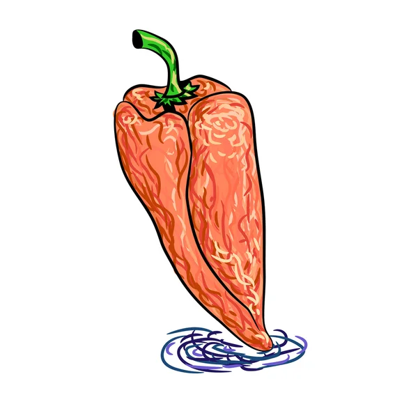 Paprika gambar tangan - Stok Vektor