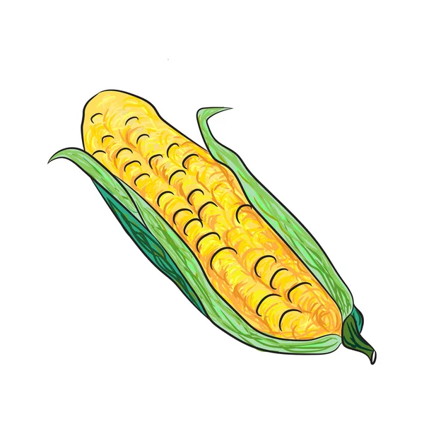 Maíz, cabeza de maíz dibujado a mano, ilustración vectorial — Vector de stock