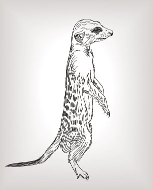 meerkat guard alarm çizilmiş dikkat eğrileri duruyor.
