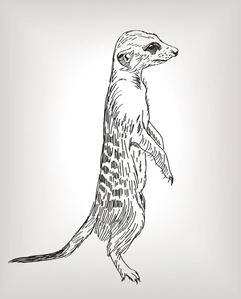 Meerkat στέκεται φύλακας συναγερμού προσοχή εφιστάται καμπύλες — Διανυσματικό Αρχείο