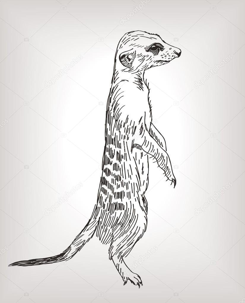 meerkat stands guard alarm attention drawn curves