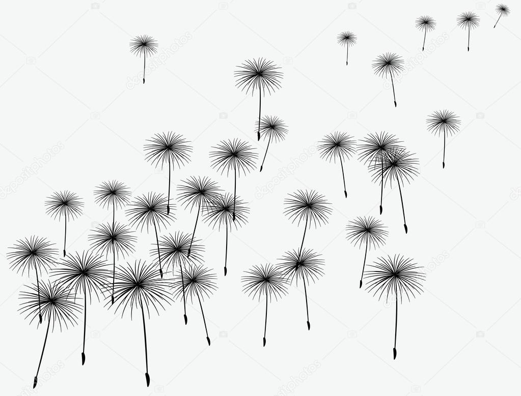 fluffy dandelion vector background black on gray