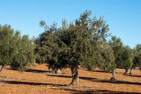 Mediterranean olive tree source of olives for extra virgin olive oil