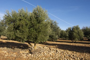 İspanyol ve Akdeniz zeytinliği ve ekstra saf zeytinyağı için zeytin yağı.
