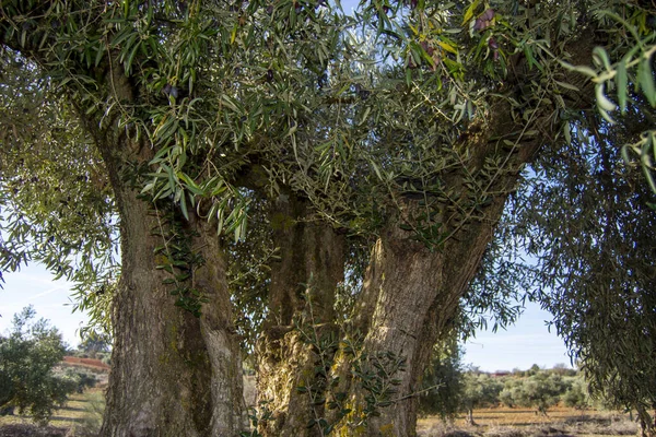 Oliveraie Espagnole Méditerranéenne Olives Pour Huile Olive Extra Vierge — Photo