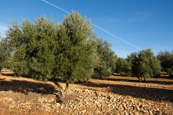 Spaanse Mediterrane Olijfgaarden Olijven Voor Extra Vergine Olijfolie — Stockfoto