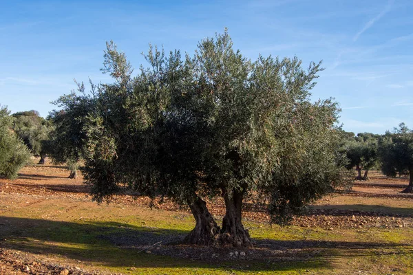 Spanyol Akdeniz Zeytinliği Ekstra Saf Zeytinyağı Için Zeytin Yağı — Stok fotoğraf