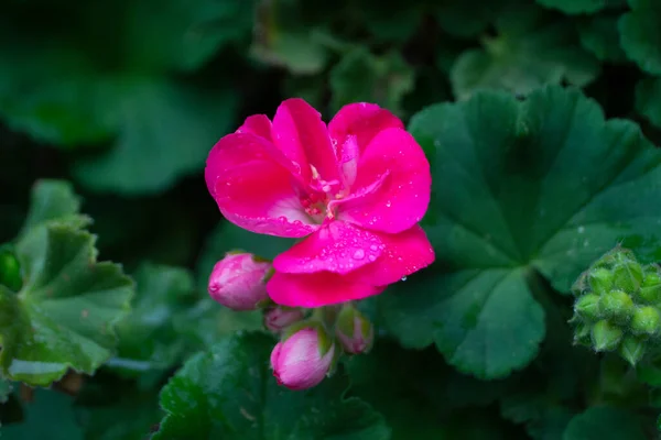 Fleur Jardin Géranium Rose — Photo
