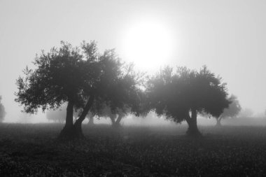 Sonbaharda siyah beyaz sisli İspanyol zeytinliğinin kırsal manzarası