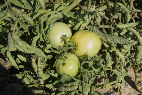 밭에서 자라는 토마토 — 스톡 사진