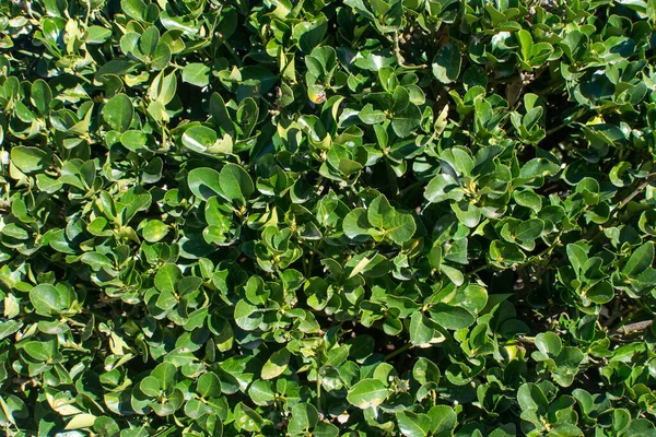 Ogród Zielone Liście Tło — Zdjęcie stockowe