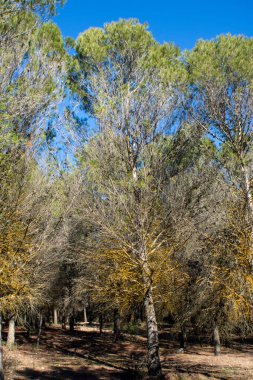 Ormanda Akdeniz çamları