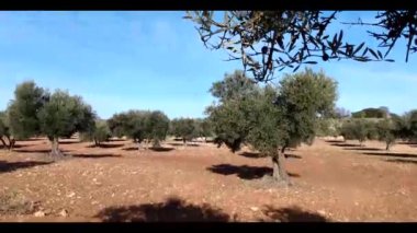 Olivar Mediterraneo con sonido de pajaros