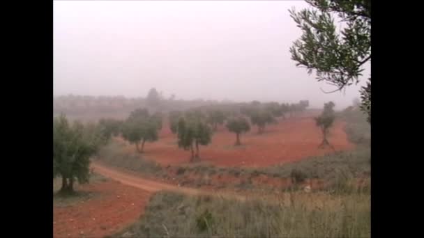 Olivar Medanean Aneo Con Niebla Bruma Invierno — стоковое видео