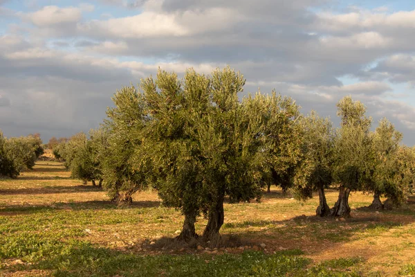 Mediterrane Olijfgaard Met Herfstwolken — Stockfoto