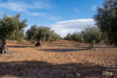 İspanyol Akdeniz zeytinliği Ekstra Bakire Zeytinyağı Kaynağı