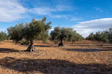 İspanyol Akdeniz zeytinliği Ekstra Bakire Zeytinyağı Kaynağı