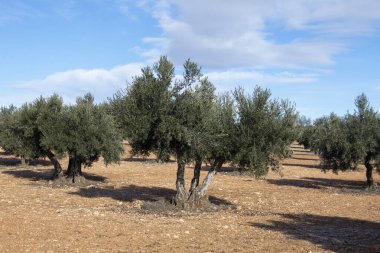 İspanyol Akdeniz zeytinliği Ekstra Bakire Zeytinyağı Kaynağı
