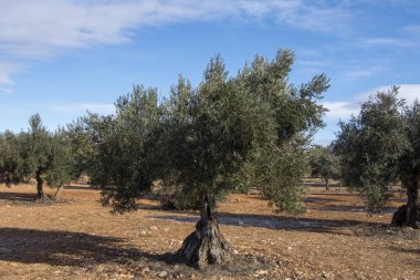 İspanyol Akdeniz zeytinliği Ekstra Bakire Zeytinyağı Kaynağı