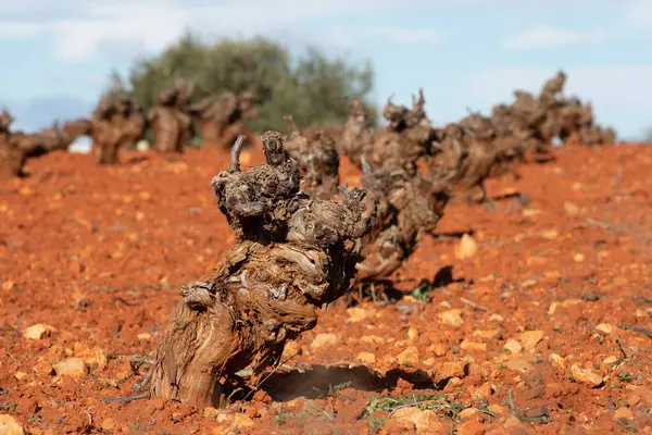 Videira Vinha Mediterrânica Fonte Vinho Espanhol — Fotografia de Stock
