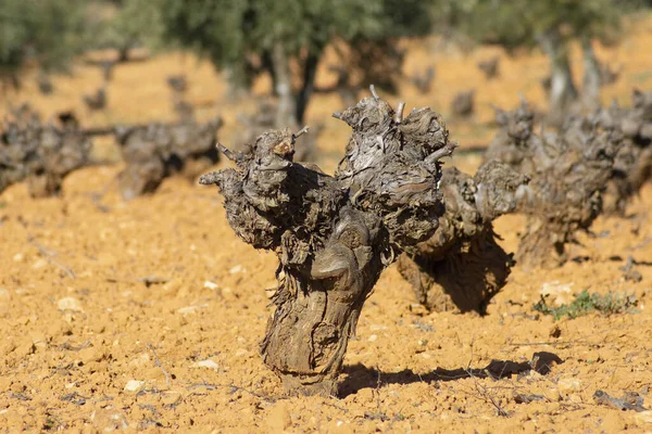 Videira Vinha Mediterrânica Fonte Vinho Espanhol — Fotografia de Stock