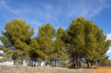 Madrid Topluluğunda Akdeniz çamları Çam Ormanı