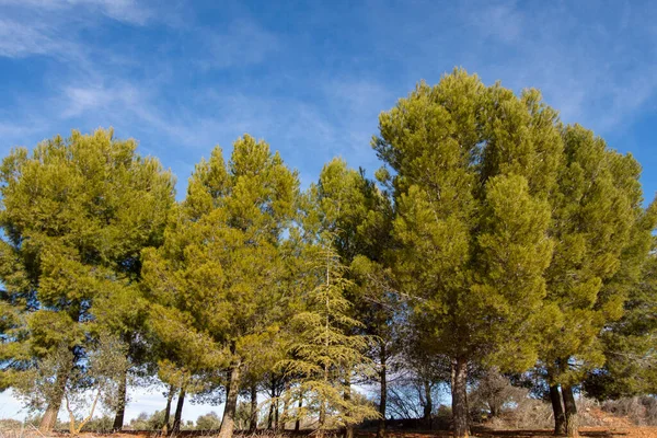 Pine forest of Mediterranean pines in the Community of Madrid