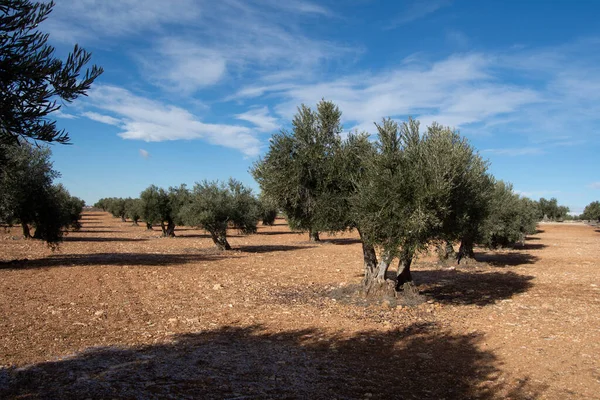 Stuletnie Hiszpańskie Drzewa Oliwne Śródziemnomorskim Gaju Oliwnym Przed Zbiorami — Zdjęcie stockowe
