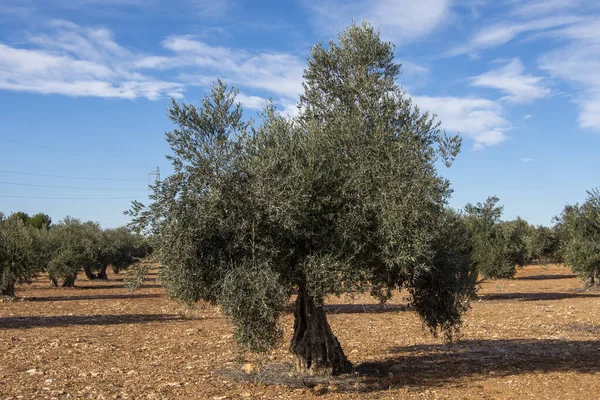 Centennial Spanish olive trees in Mediterranean olive grove before harvest