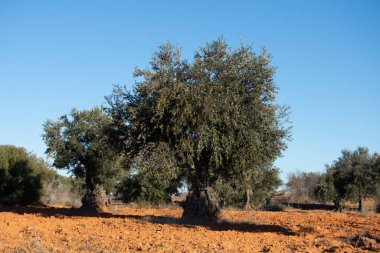 İspanyol Akdeniz zeytinliğinde 100. yıl zeytin ağacı