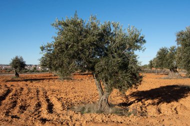 İspanyol Akdeniz zeytinliğinde 100. yıl zeytin ağacı