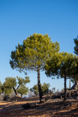 Madrid Topluluğunda Akdeniz çam ormanı