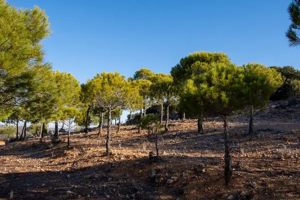 Mediterrane Dennenbossen Gemeenschap Madrid — Stockfoto