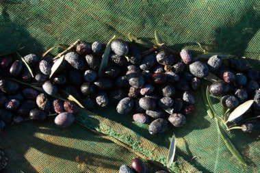 Ekstra saf zeytinyağı için taze toplanmış zeytin.