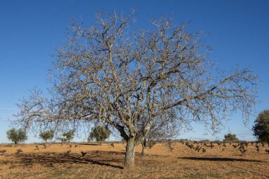 Kışın tarlada büyük bir ağacın kırsal manzarası.