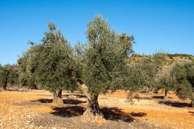 İspanya 'da Akdeniz zeytinliği manzarası