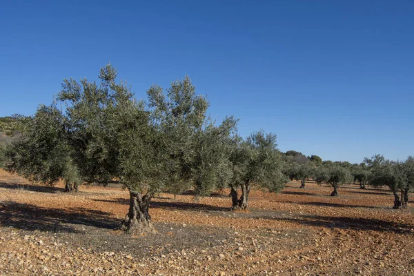 Prachtige Mediterrane Olijfgaard Spanje Onder Blauwe Winterhemel — Stockfoto