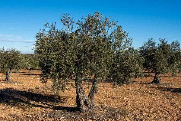 Olivo Mediterraneo Centeranio Con Cielo Azul Intenso Invierno — Stockfoto