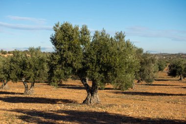 İspanya 'nın Akdeniz zeytinliğinde kışın güzel yüzyıllık zeytin ağacı