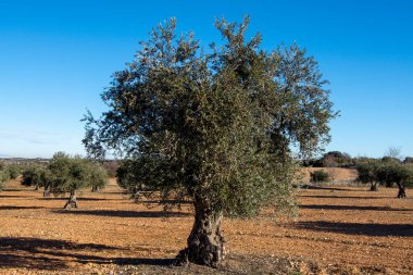 İspanya 'nın Akdeniz zeytinliğinde kışın güzel yüzyıllık zeytin ağacı