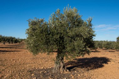 İspanya 'nın Akdeniz zeytinliğinde yüzyıllık zeytin ağacı