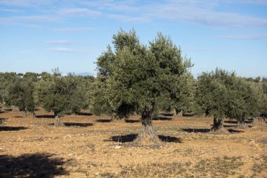 İspanya 'nın Akdeniz zeytinliğinde yüzyıllık zeytin ağacı