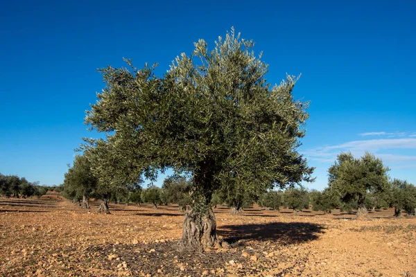 İspanya 'da Akdeniz zeytinliği ekstra bakire zeytinyağı kaynağı