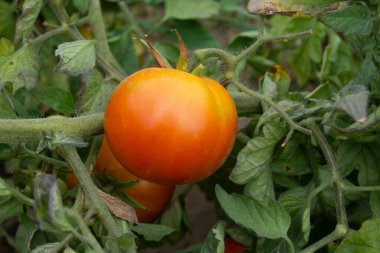 Domates madurando en la mata en la huerta