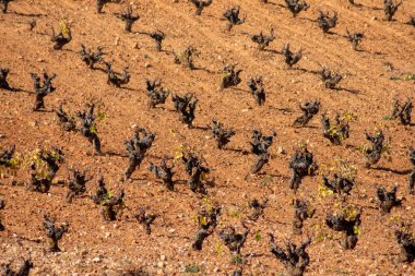 Kış mevsiminde Akdeniz üzüm bağı İspanyol şarabı kaynağı