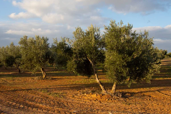 Olivo Mediterráneo España Fuente Aceite Oliva Virgen Extra — Foto de Stock