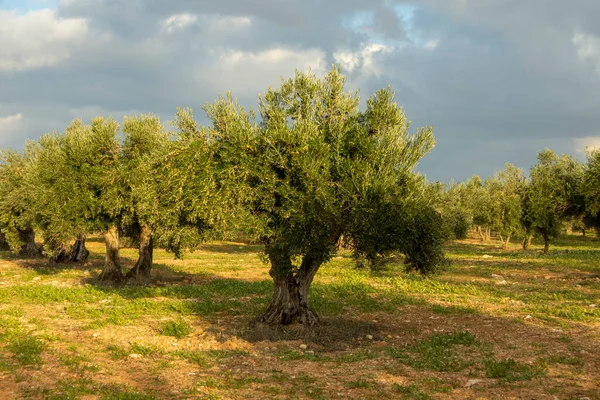 Mediterrán Olajfaliget Spanyolországban Extra Szűz Olívaolaj Forrása — Stock Fotó