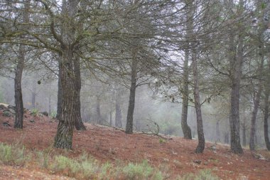 Sonbaharda sisli gizemli orman manzarası