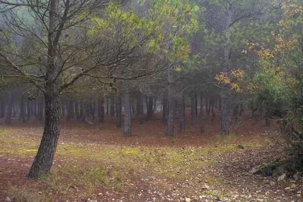 Mystérieux Paysage Forestier Avec Brouillard Automne — Photo